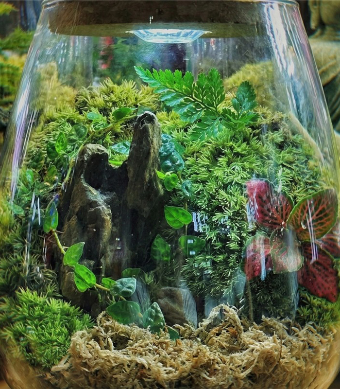 sphagnum moss for terrarium sphagnum moss for terrarium