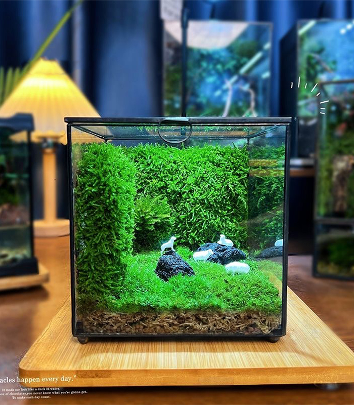 sphagnum moss for terrarium sphagnum moss for terrarium