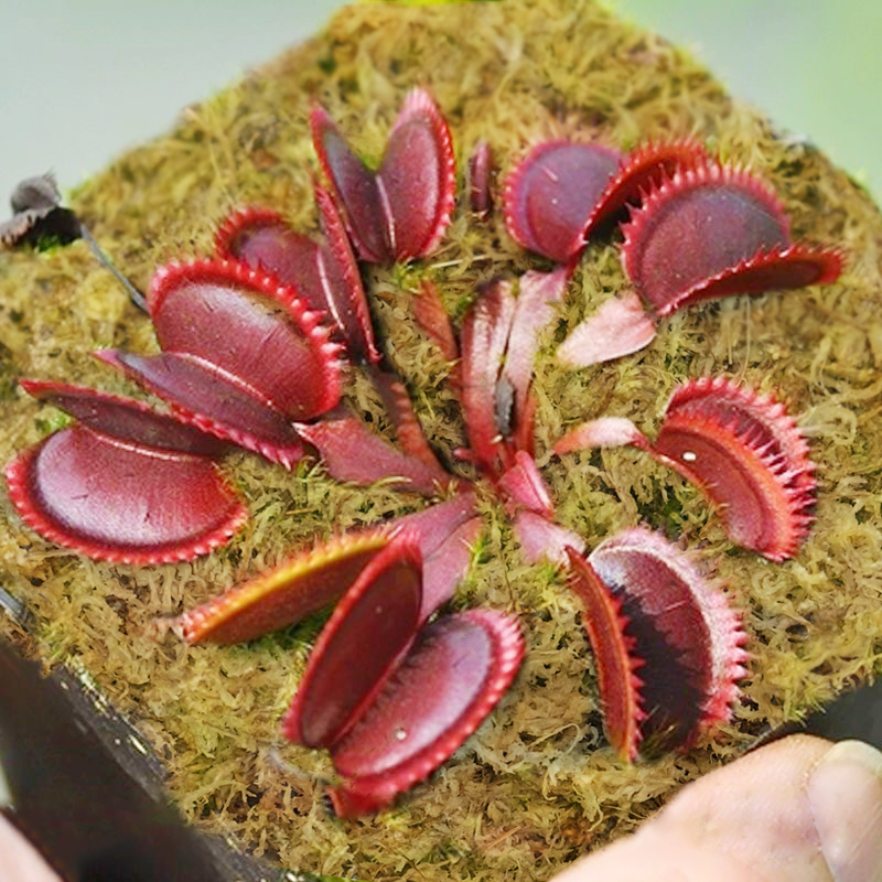 sphagnum moss for venus fly trap sphagnum moss for venus fly trap