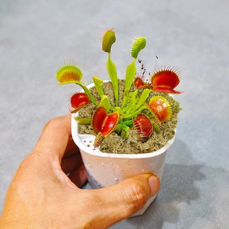 sphagnum moss for venus fly trap sphagnum moss for venus fly trap