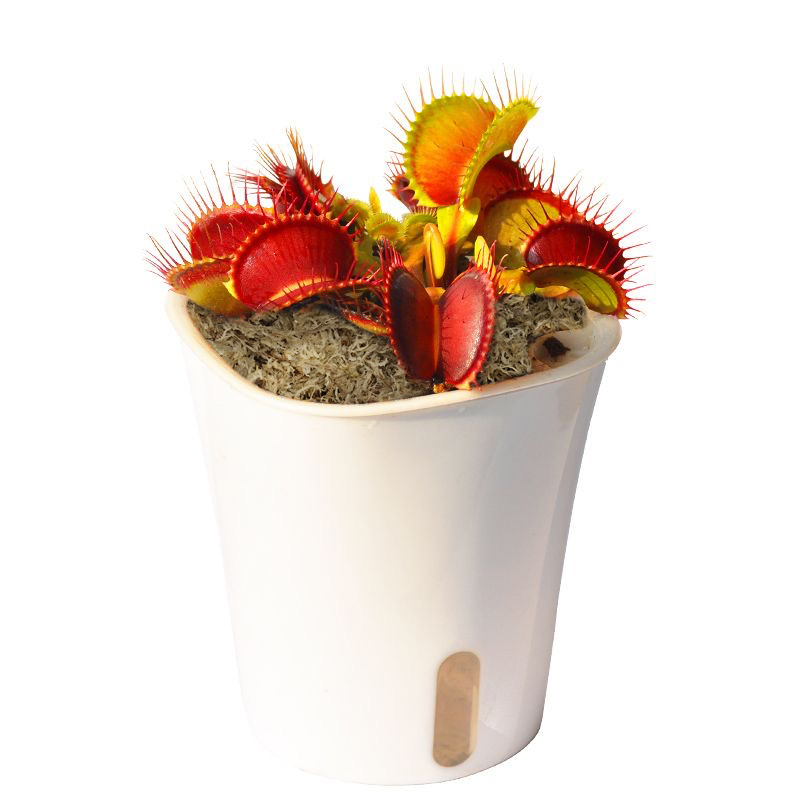 sphagnum moss for venus fly trap sphagnum moss for venus fly trap