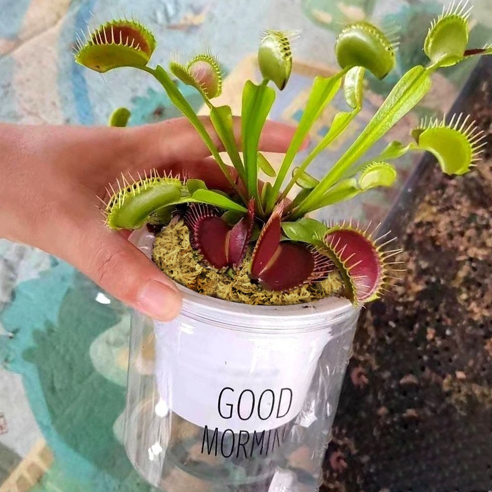 sphagnum moss for venus fly trap sphagnum moss for venus fly trap