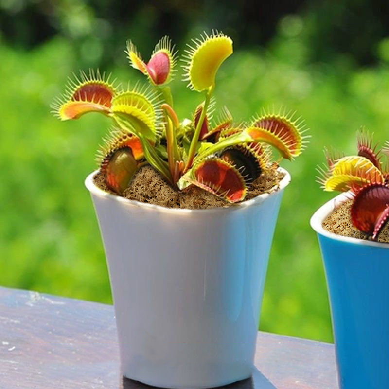 sphagnum moss for venus fly trap sphagnum moss for venus fly trap