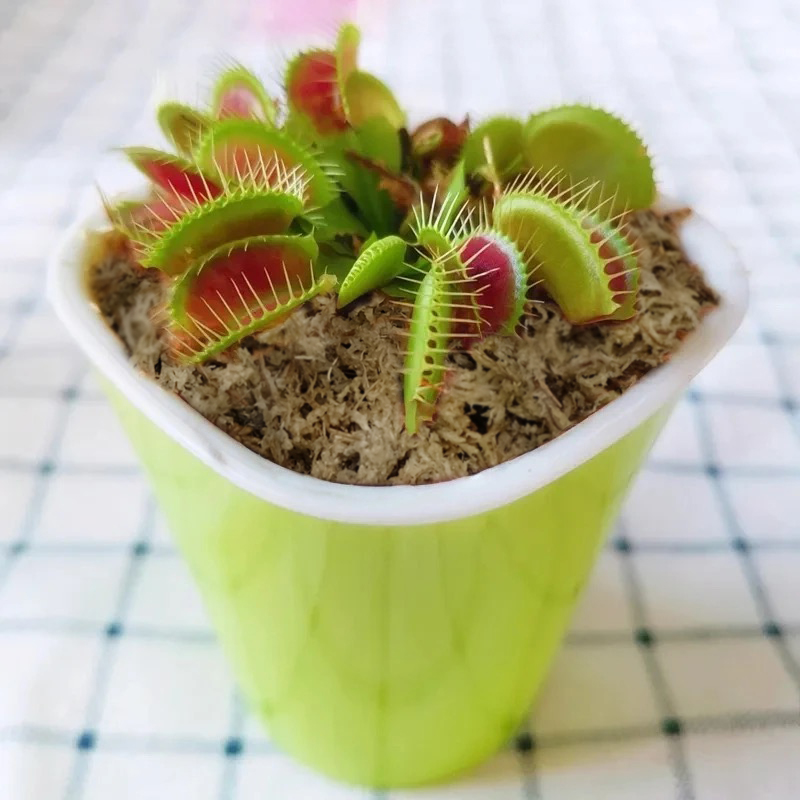 sphagnum moss for venus fly trap sphagnum moss for venus fly trap
